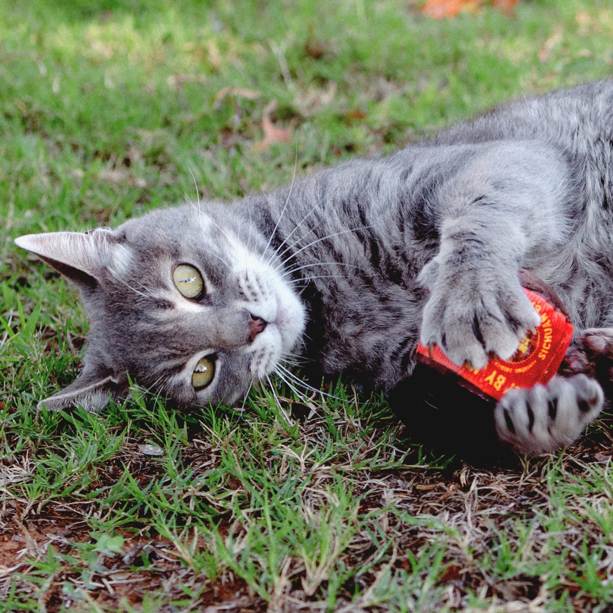 Dog & Cat Toy - Image 4
